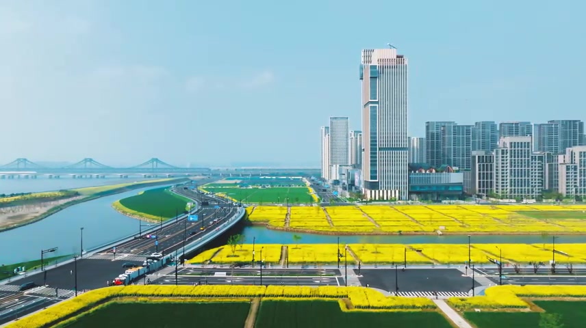 杭州亚运村油菜花高质感航拍长镜头