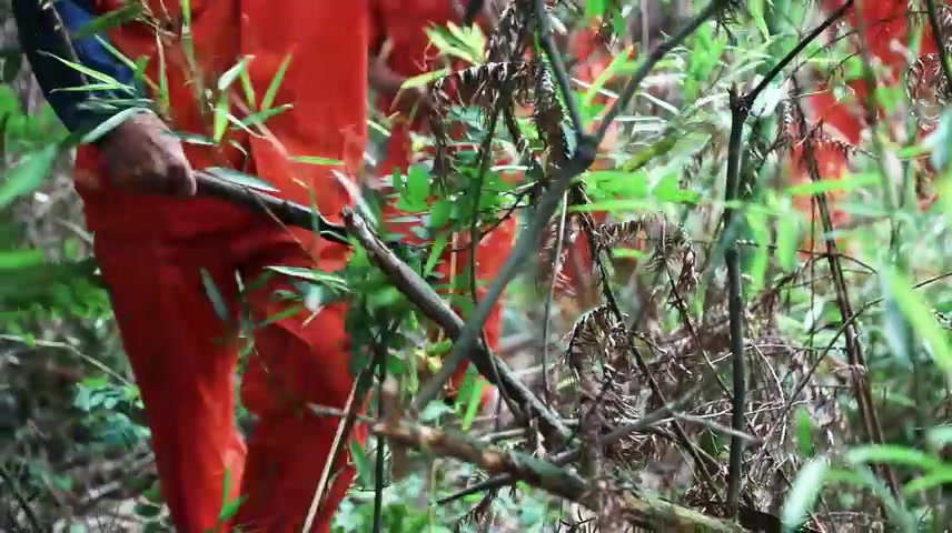 【高清视频】林场护林员巡山