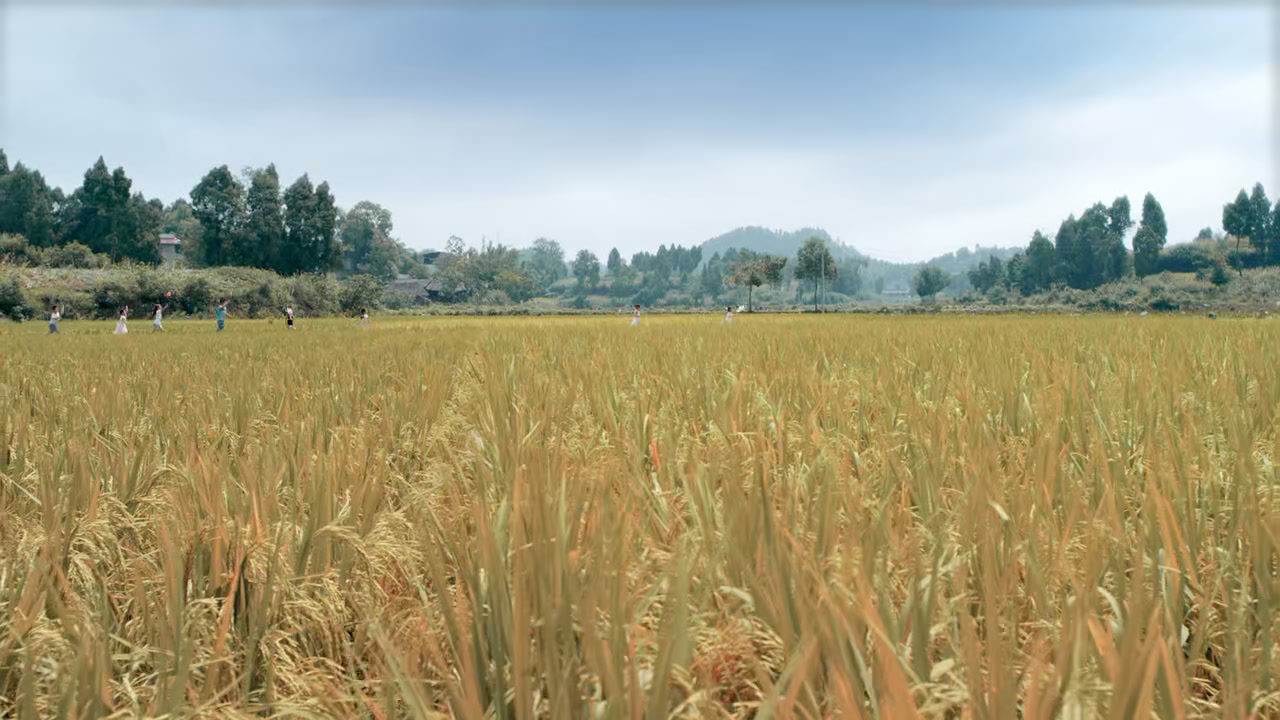 农业乡村田园水稻农民乡村振兴稻谷稻田丰收.