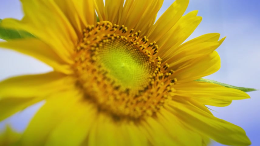 小学生少先队员少年学习梦想启航