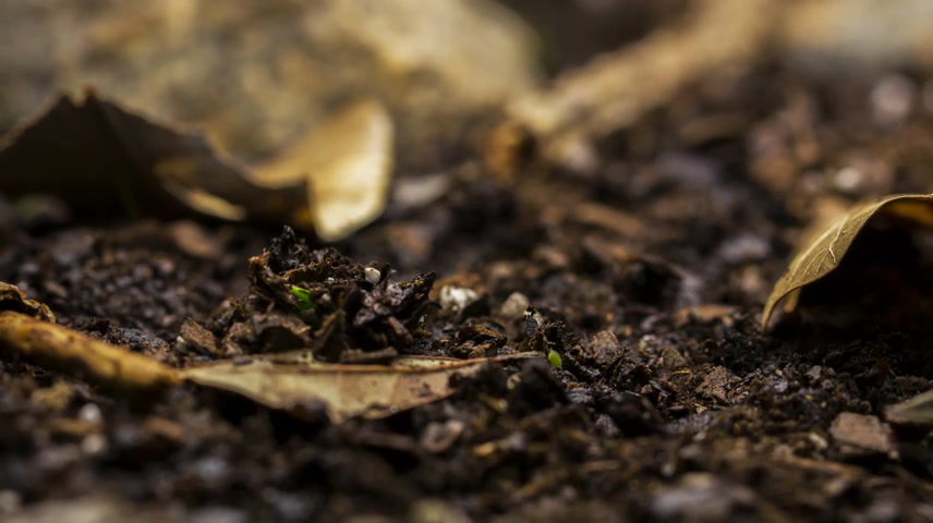 冰雪融化，新的植物从森林地面生长.