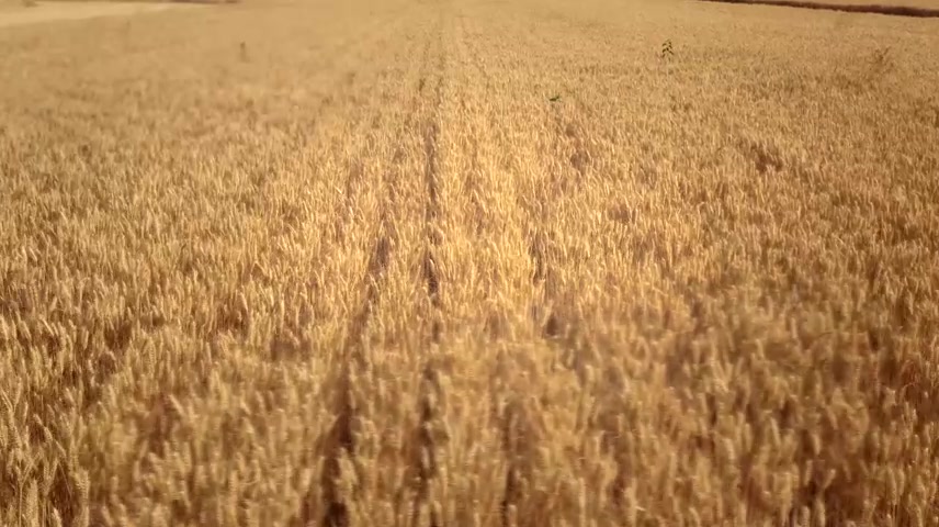 丰收小麦收割机.