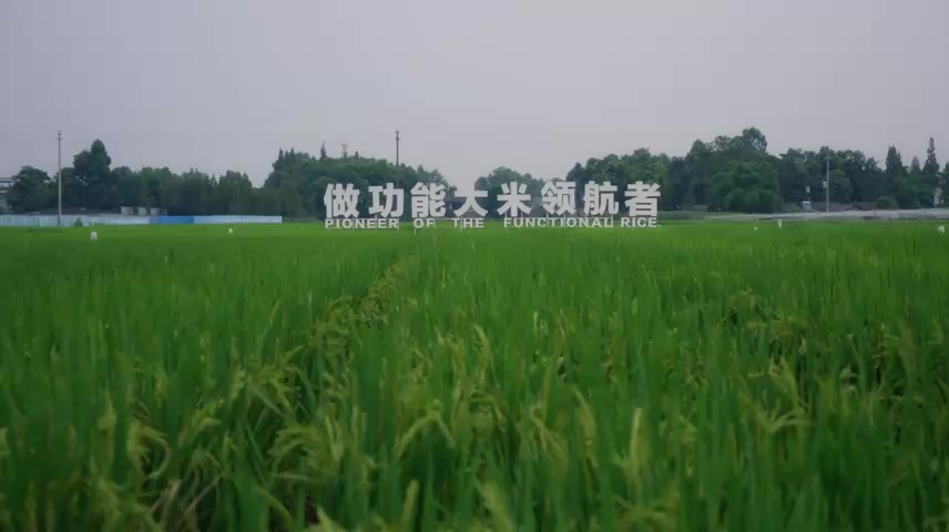 智慧农业稻田智能设施.