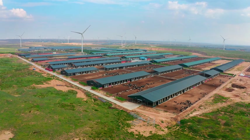 现代化奶牛养殖基地.