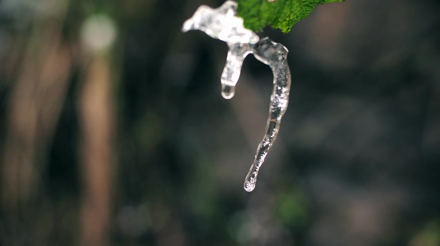 冰雪消融万物复苏春天植物生根发芽春分.
