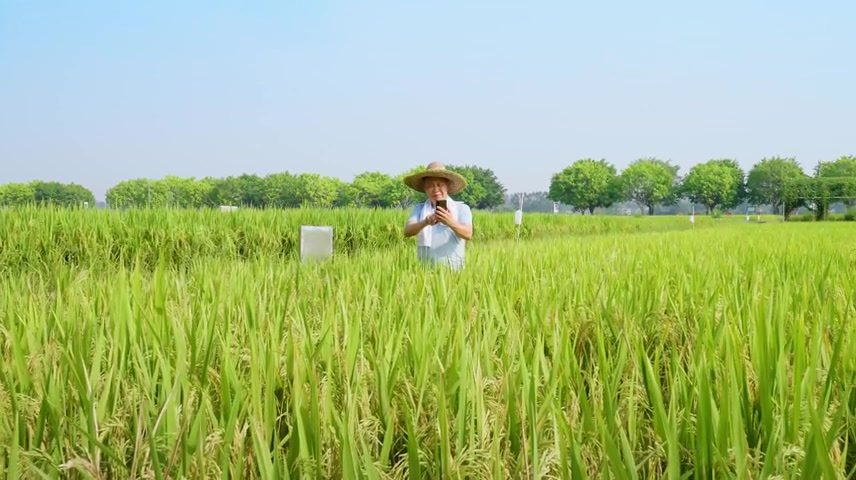 农田里的农民在看手机