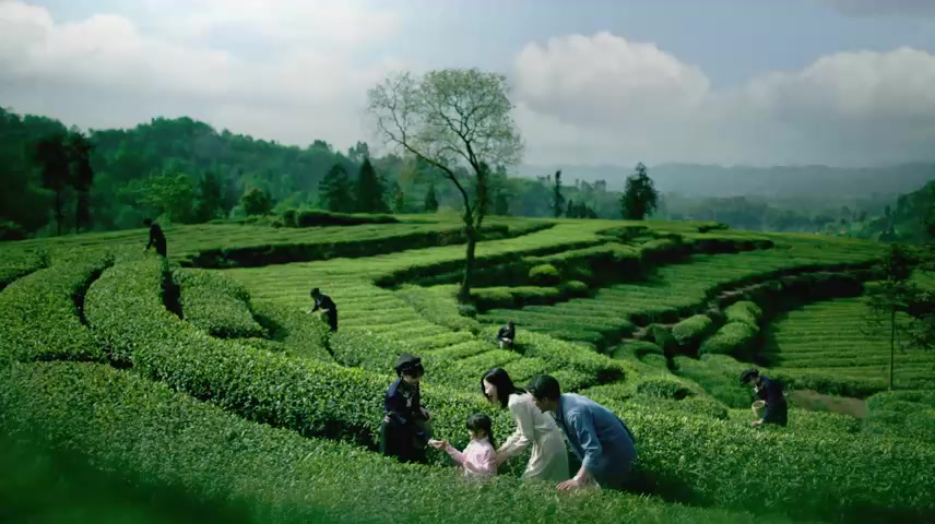 茶茶叶炒茶泡茶绿茶品茶喝茶采茶茶园制茶.