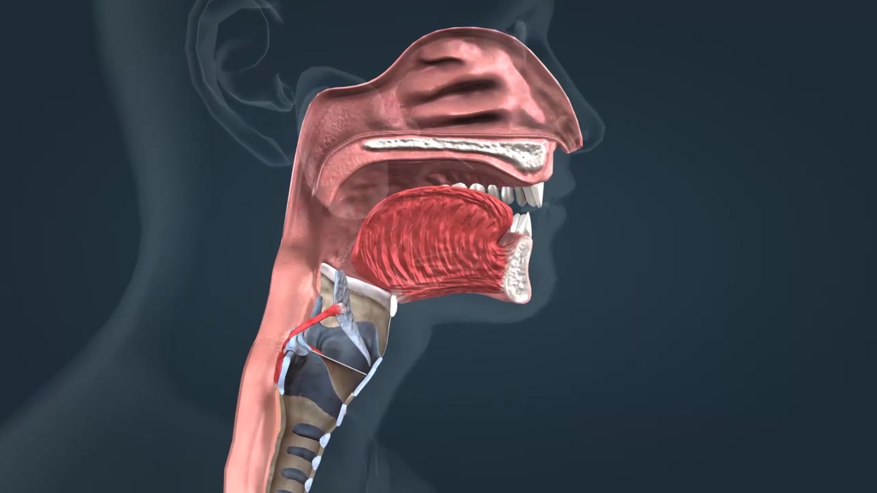 口腔咽和食道吞咽三维人体解剖动画