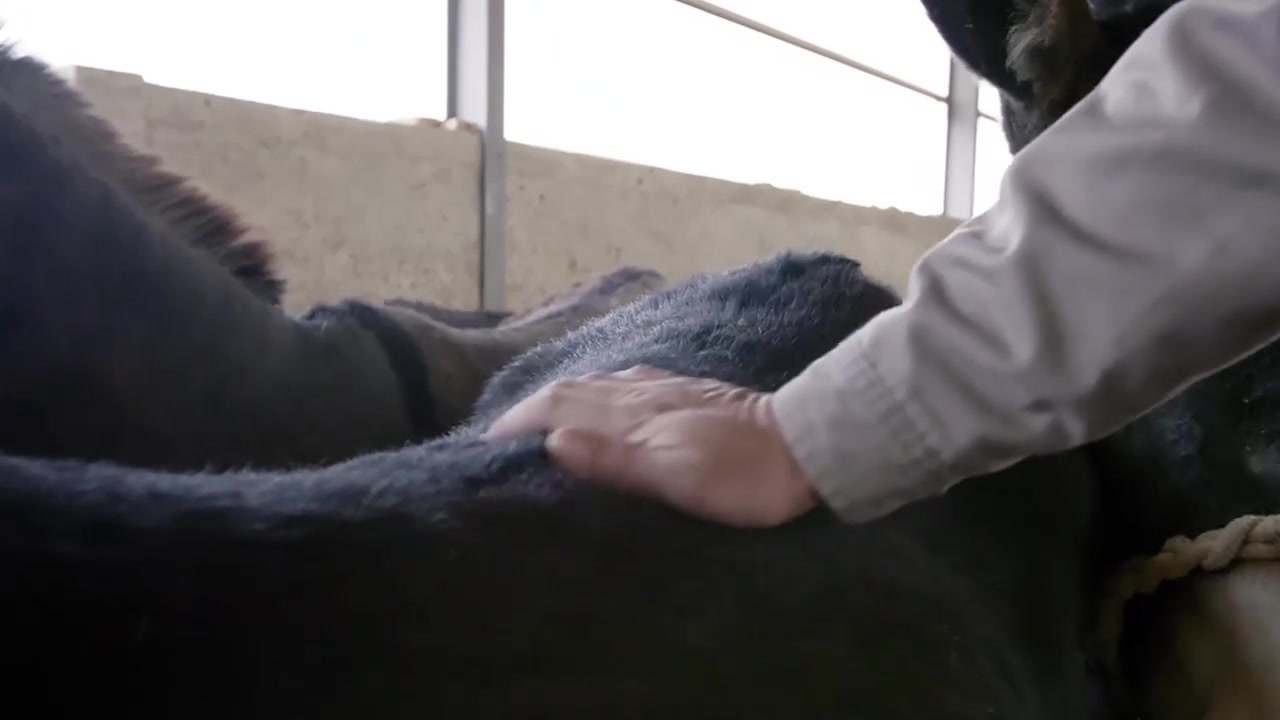 中医 阿胶制作工艺