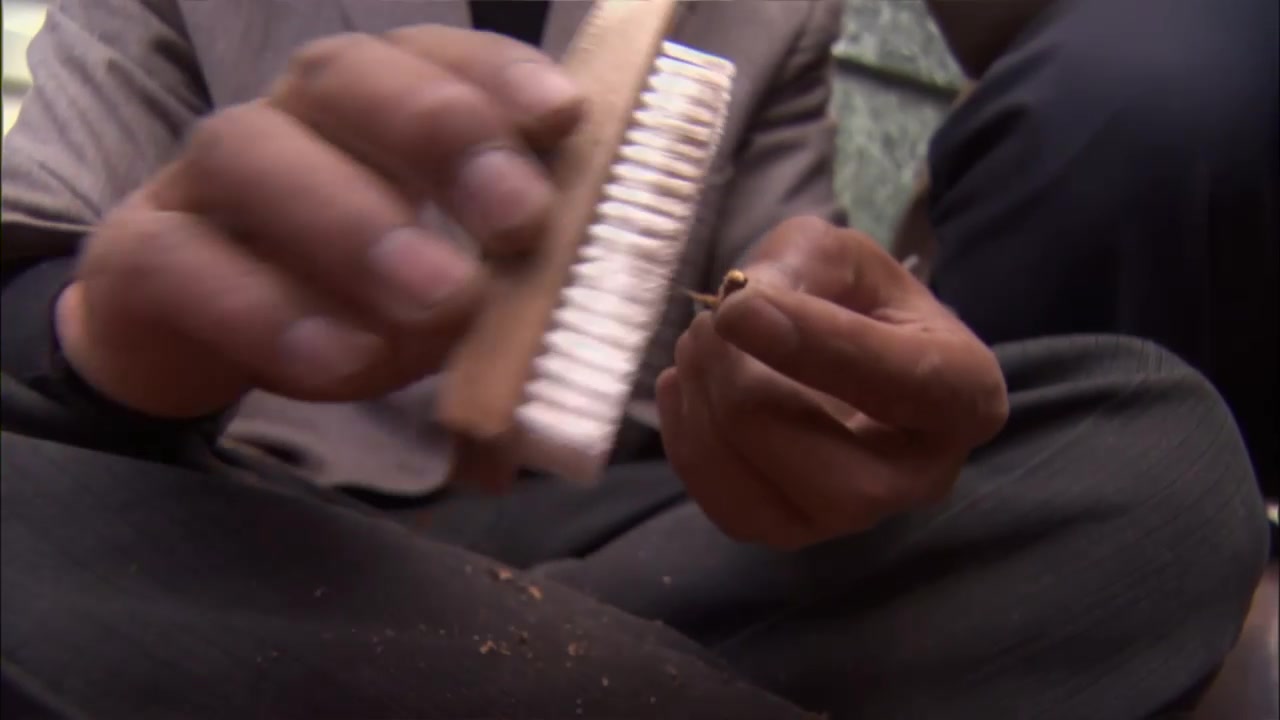 中医 藏区虫草现场交易冬虫夏草高端药材下载.