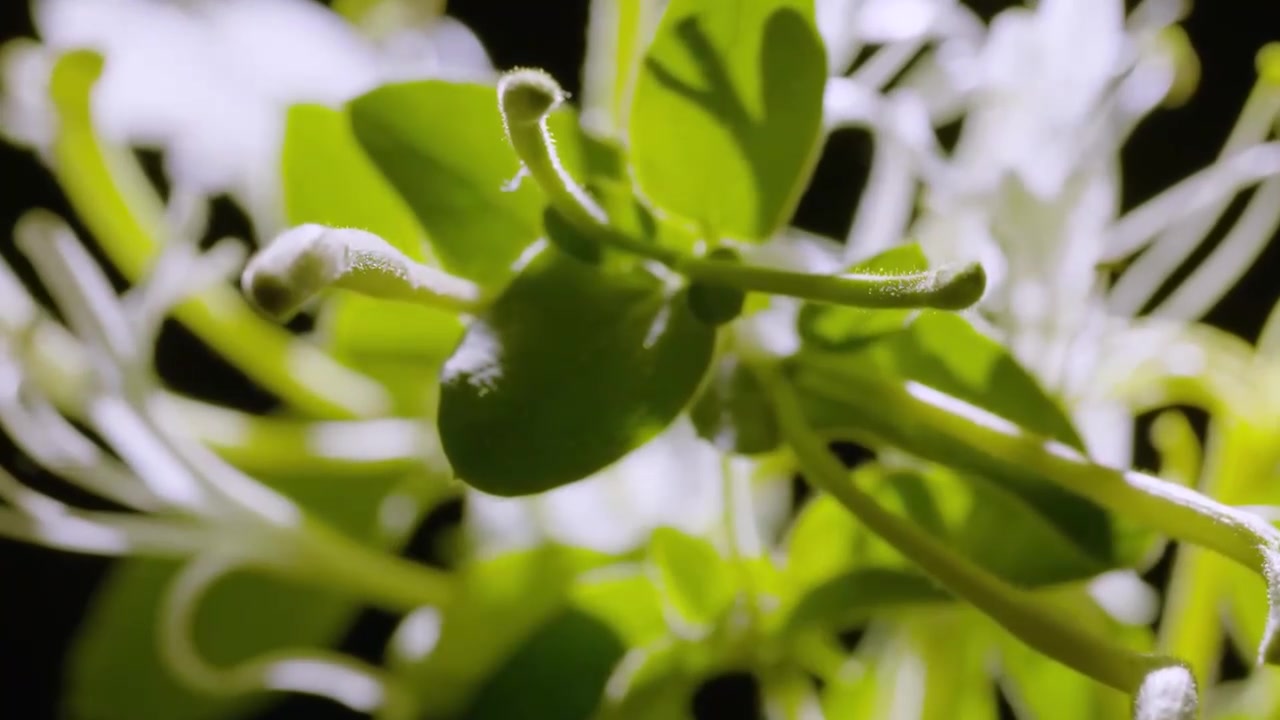 中医 金银花【特写加工入药】