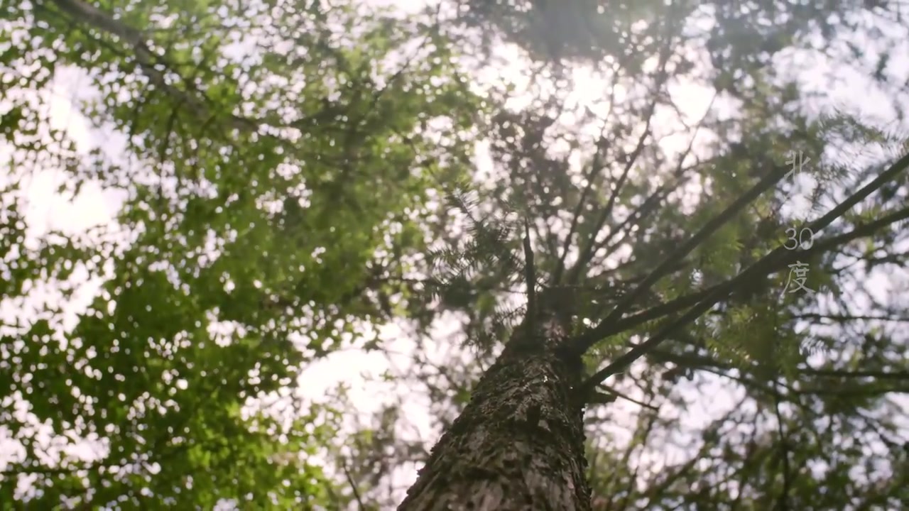 中医 灵芝生长萃取提炼精华化妆品养生宣传下载