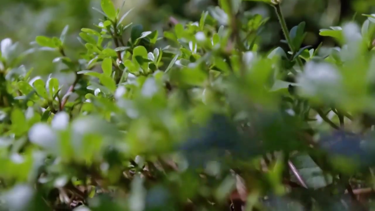 中医 马齿苋【入药沏茶做菜】