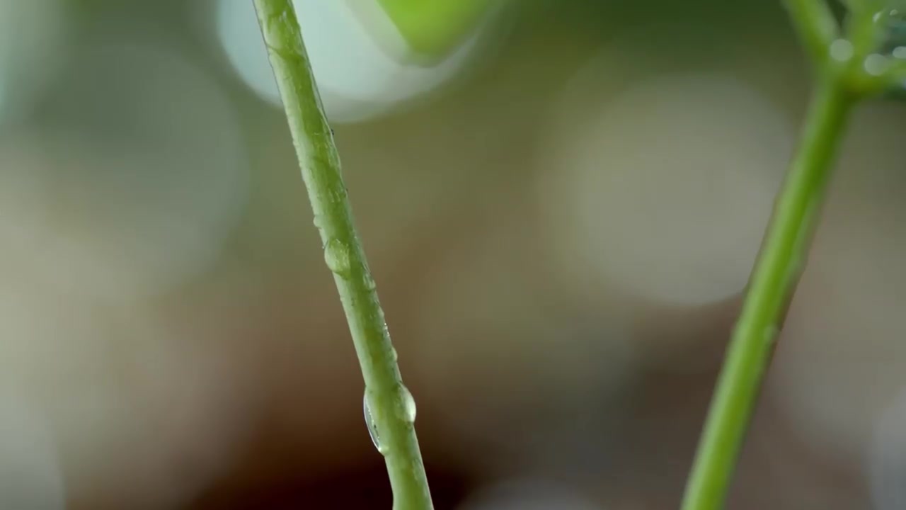 中医 人参采挖果实叶子提取
