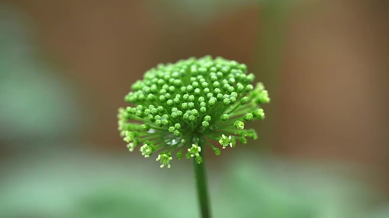 中医 三七【种植、交易、入药、做菜】