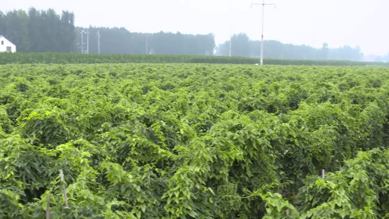 中医 山药田中药种植