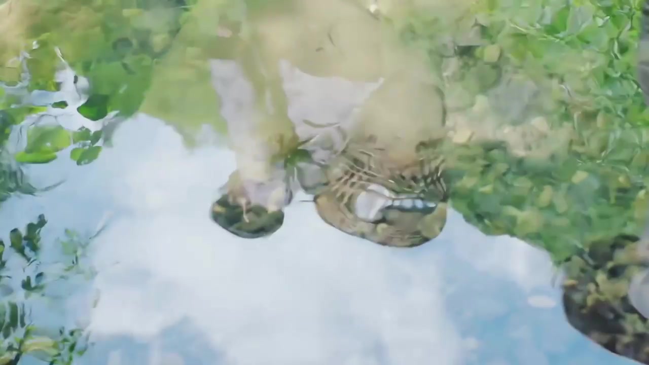 中医 实拍传统深山采茶采草药.