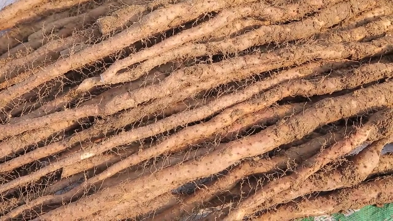 中医 山药棍中药材中药中药种植中药收割下载