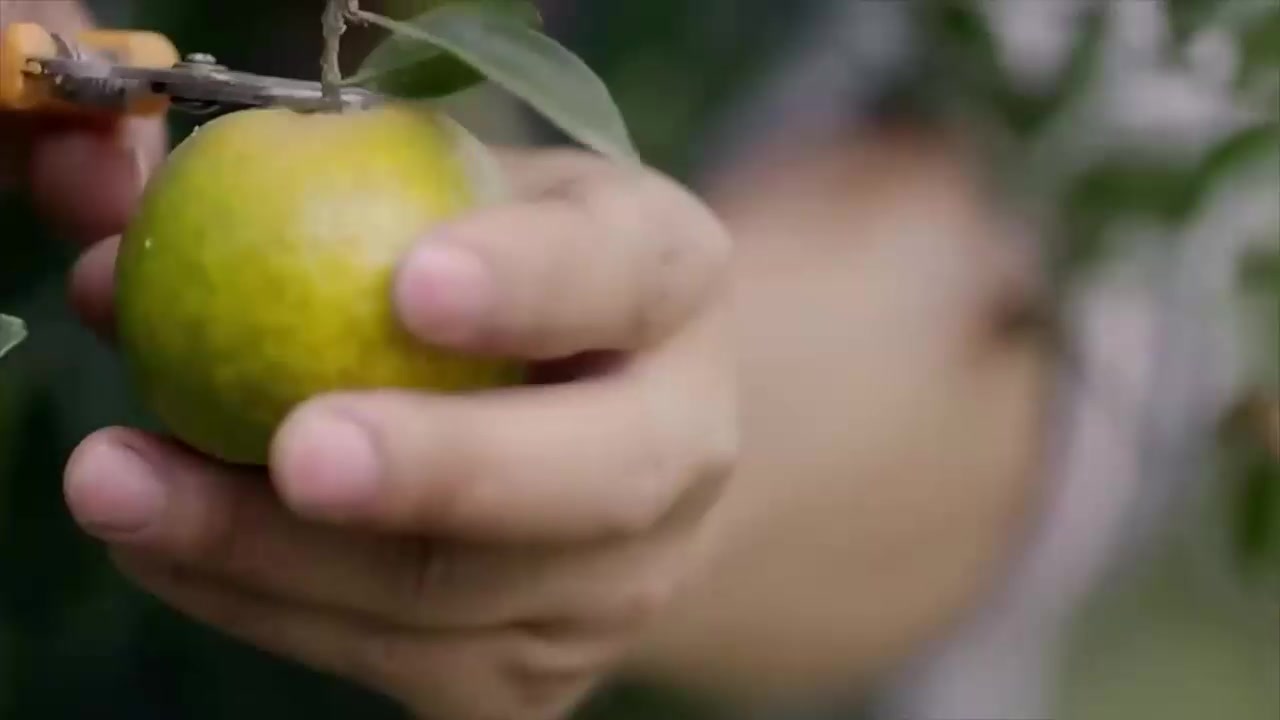 中医 果农摘桔子剥橘子皮制作晒干陈皮中药材下载