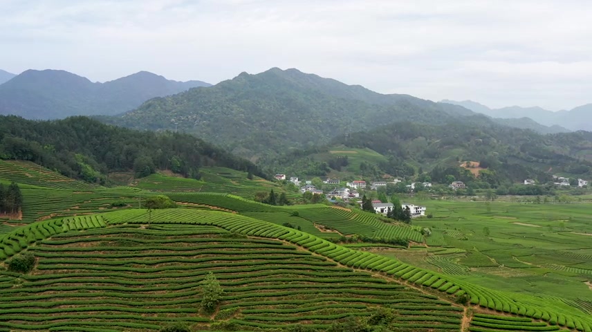 航拍武夷山茶园