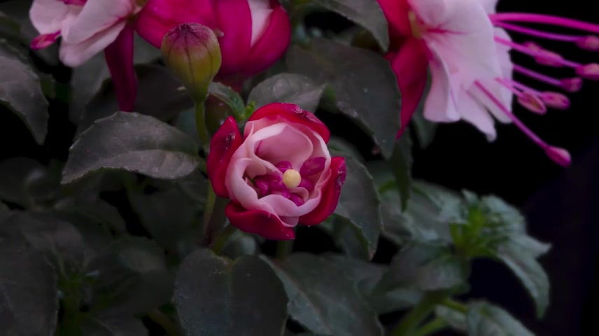 倒挂金钟，灯笼花开花延时