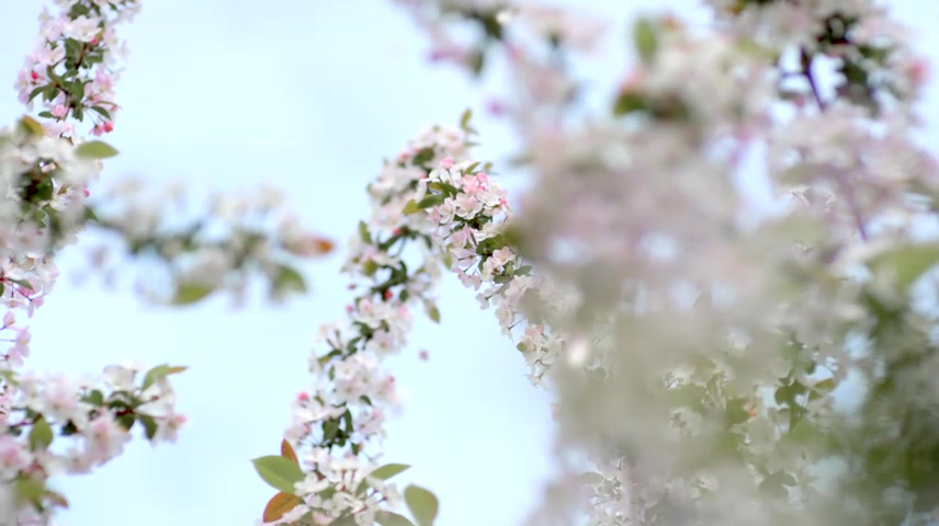武汉樱花花开花瓣飘落樱花爱情春天日本樱花.