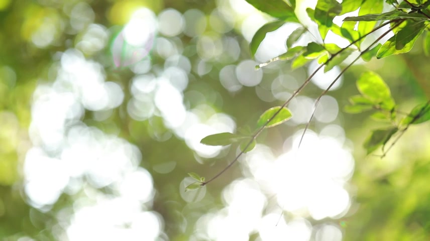 树叶阳光阳光透过树叶空镜头、可商用