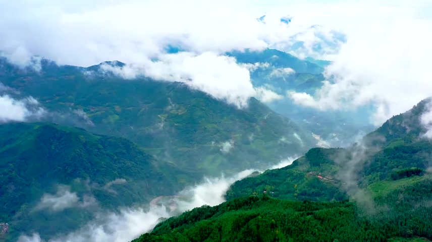 森林空气水小溪大自然自然树叶树林森林阳光