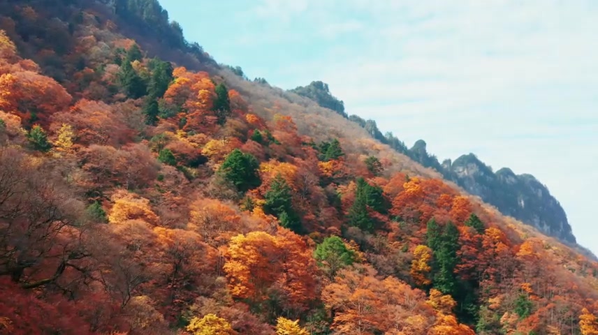 秋天秋叶秋景山林山枫叶唯美红叶航拍.