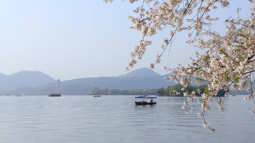 西湖春天清晨苏堤樱花唯美空镜
