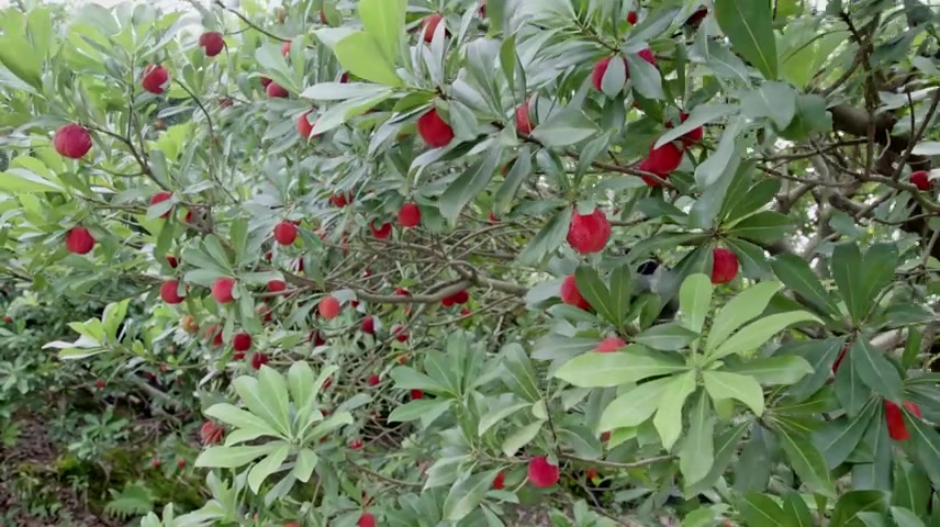 采杨杨梅滚落升格慢动作