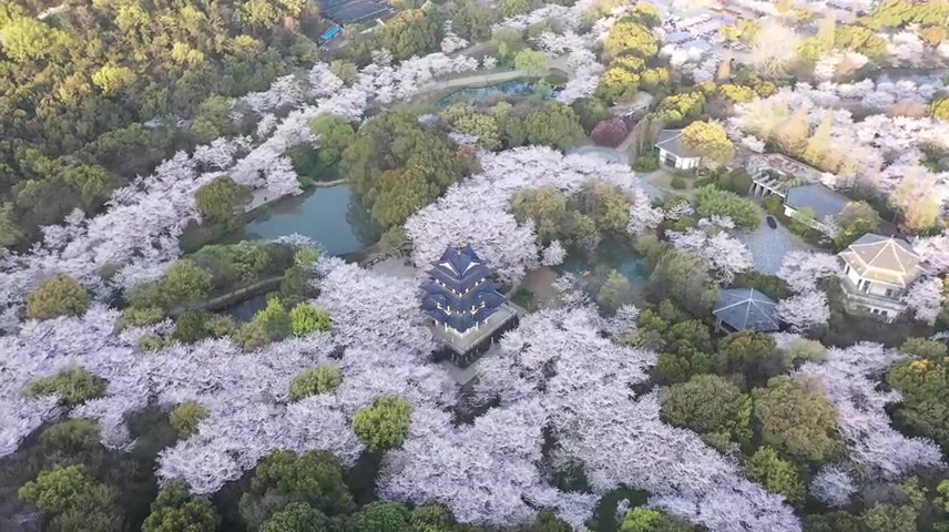 无锡太湖鼋头渚樱花谷赏樱楼