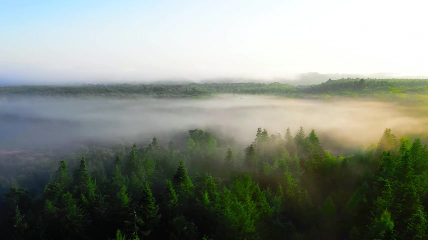 光影晨雾万物复苏自然生态宣传