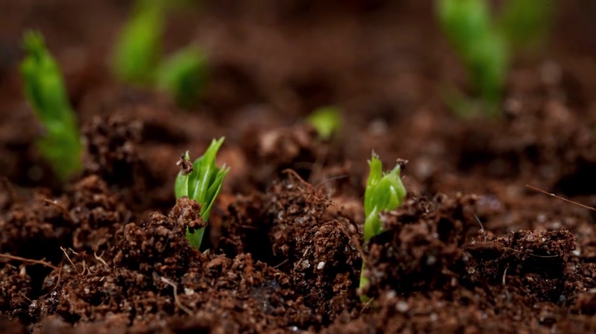 种子发芽种子生长发芽生长合集
