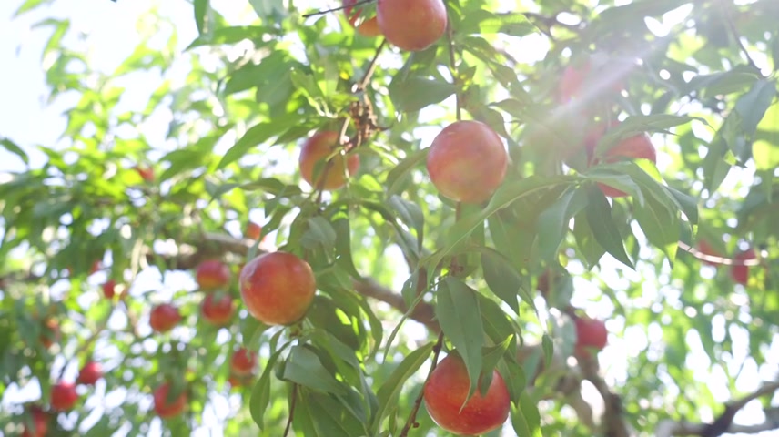 桃子丰收桃子成熟果实水蜜桃.