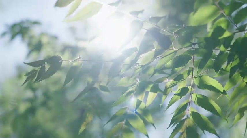 树叶阳光唯美光影夏天意境盛夏逆光阳光树叶.