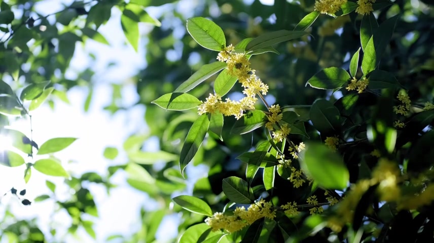 唯美写意意境空镜头秋分逆光桂花树叶阳光.
