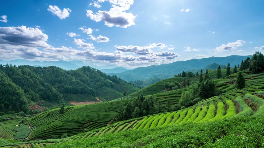 武夷山风光茶田