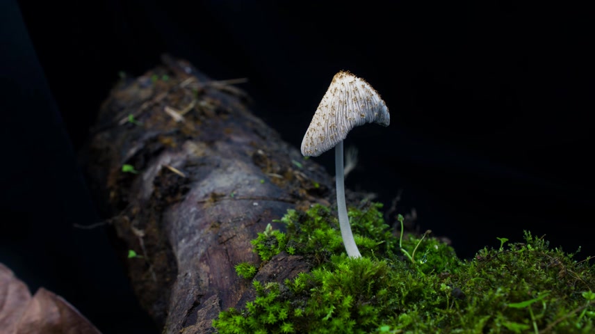 野生菌菇生长环境延时.