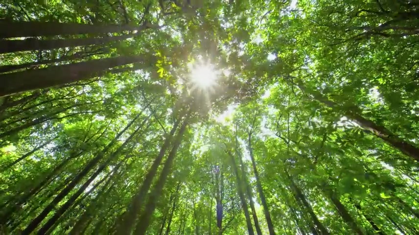 原始森林参天大树木材树林亲近大自然