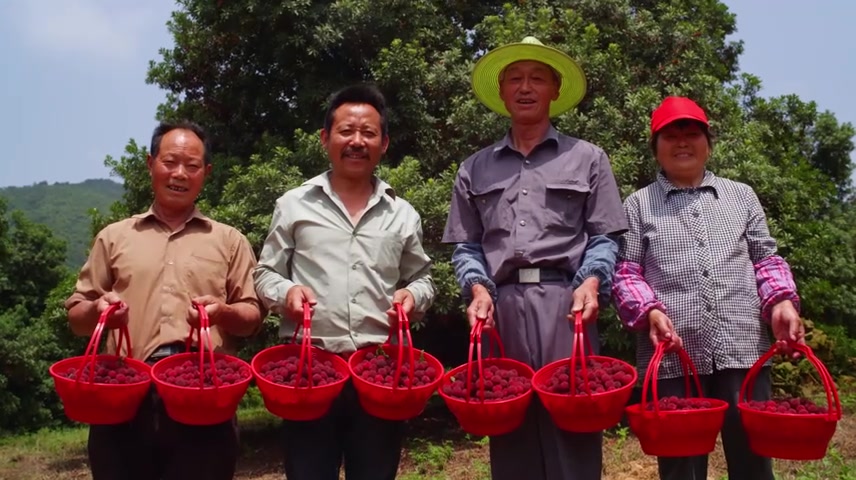 杨梅采摘杨梅酒