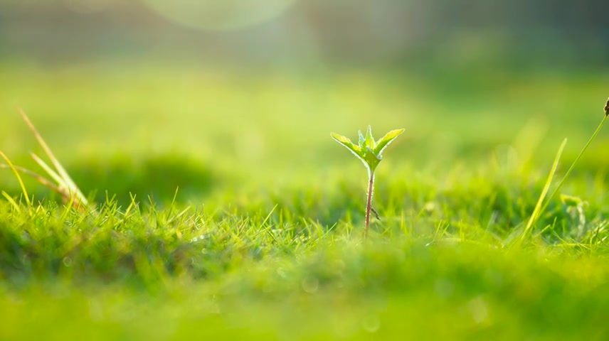 唯美阳光下踏青小孩孩子草地草坪春分公园