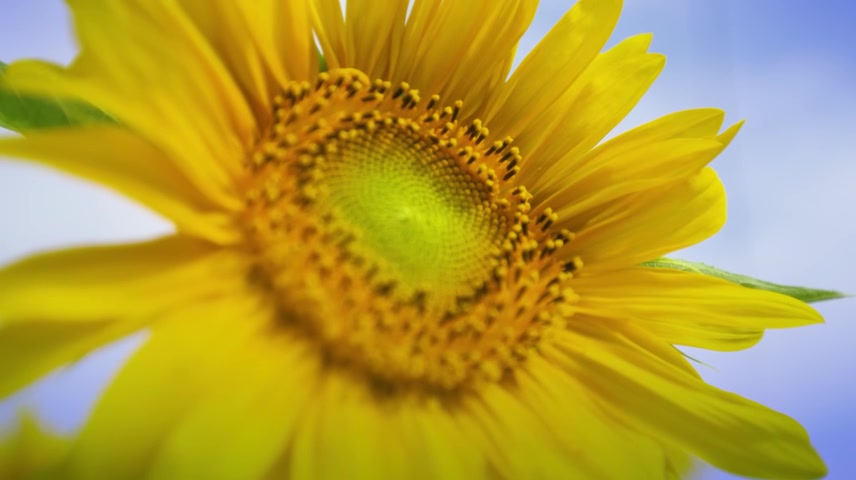 小学生少先队员少年学习梦想启航